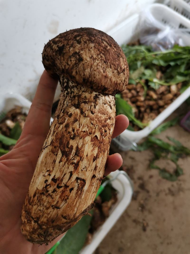 香格里拉，精品松茸好