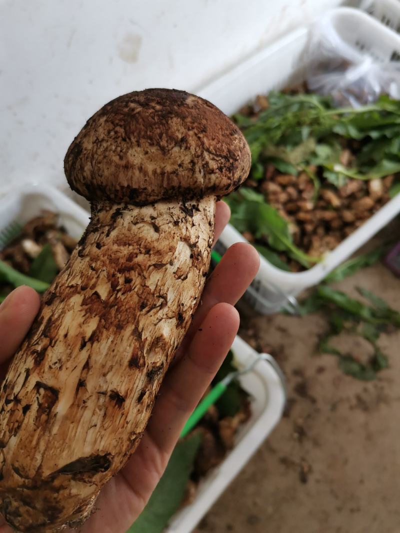 香格里拉，精品松茸好