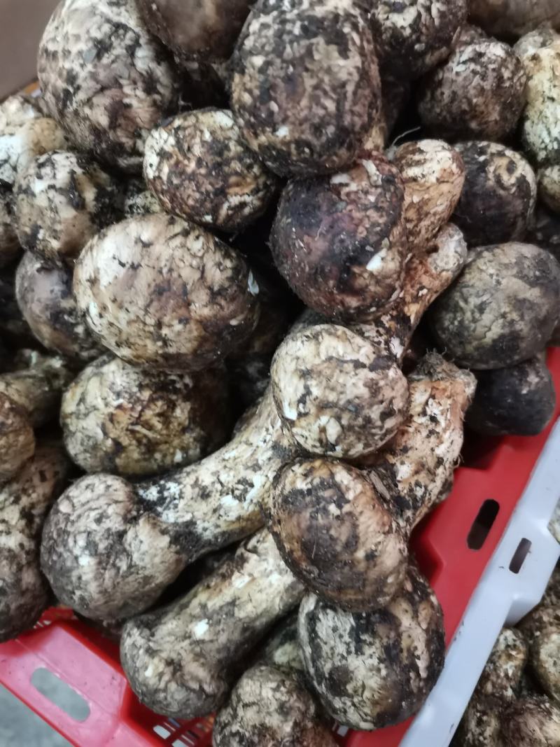 香格里拉，精品松茸好