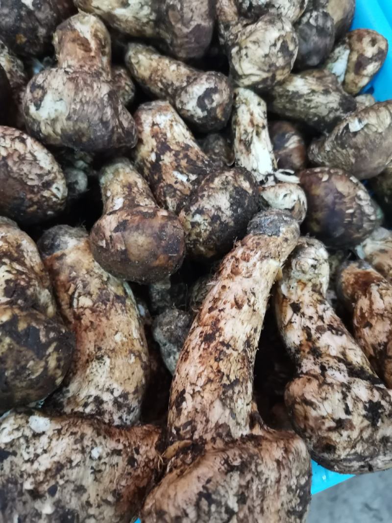 香格里拉，精品松茸好
