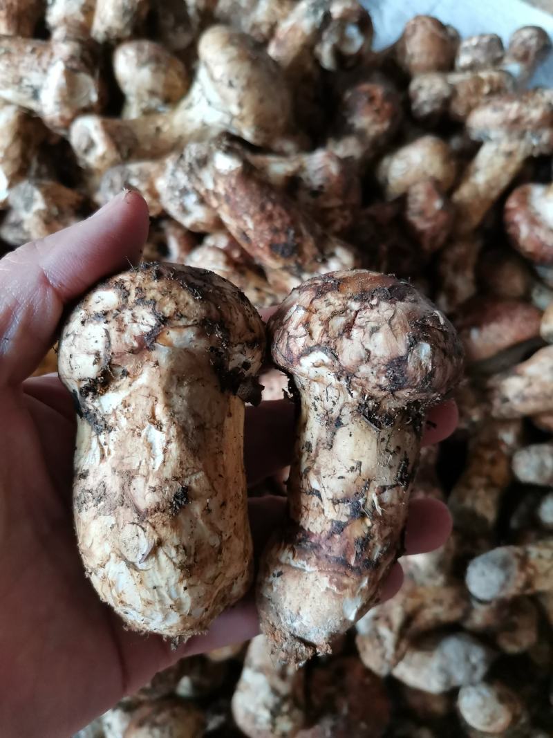 香格里拉，精品松茸好