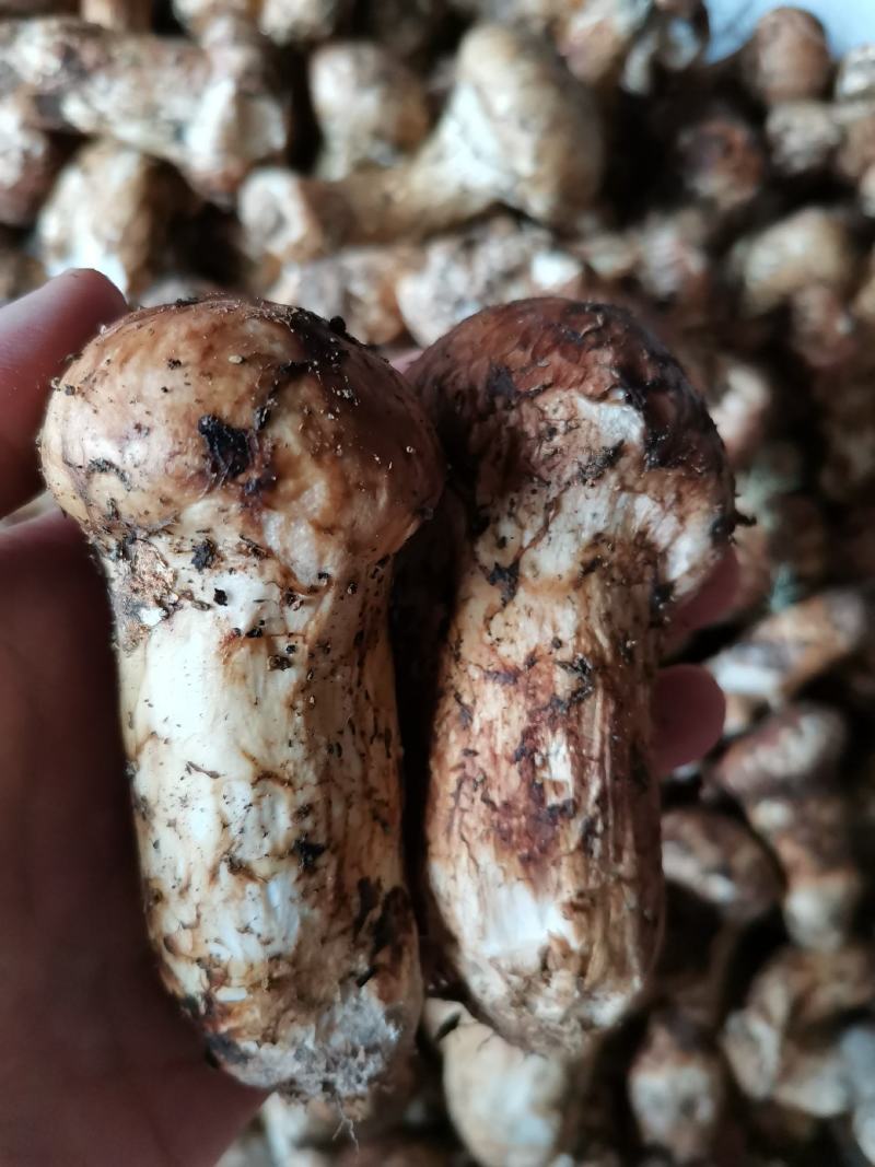 香格里拉，精品松茸好