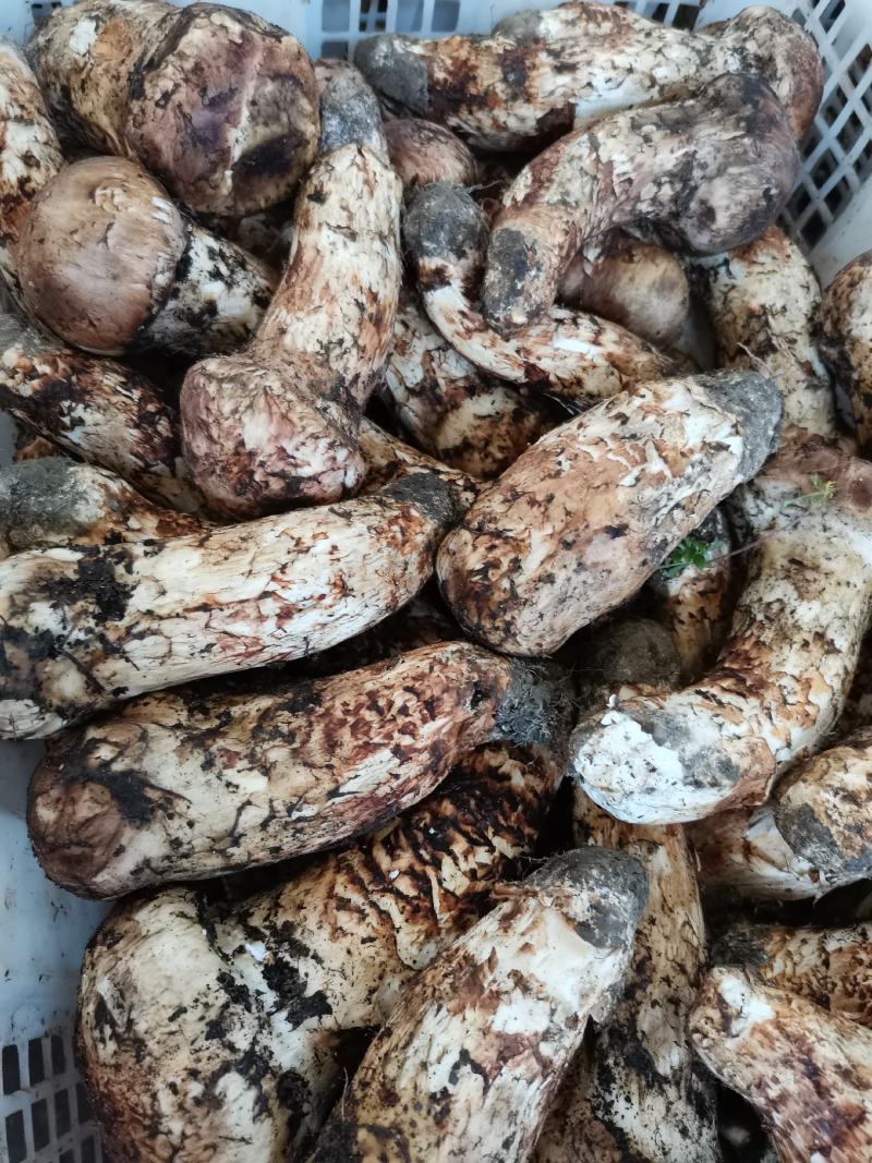 香格里拉，精品松茸好