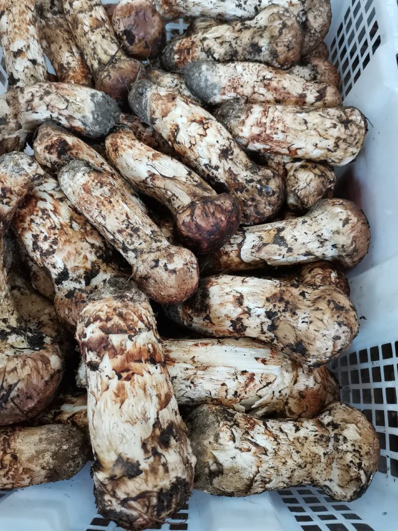 香格里拉，精品松茸好