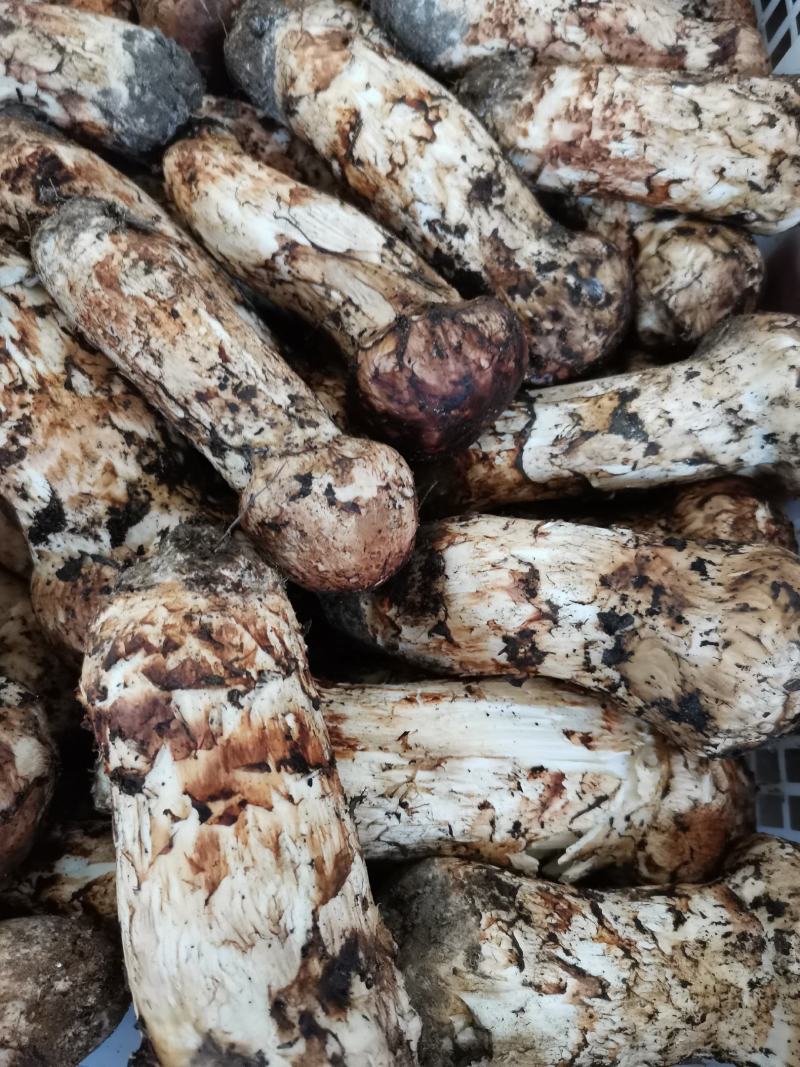 香格里拉，精品松茸好