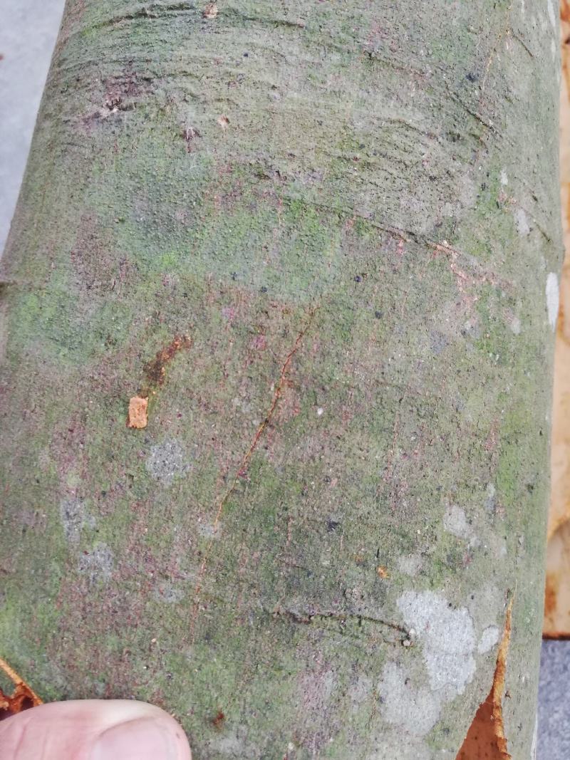 野生桂皮，野生桂皮口味比种植的香几倍