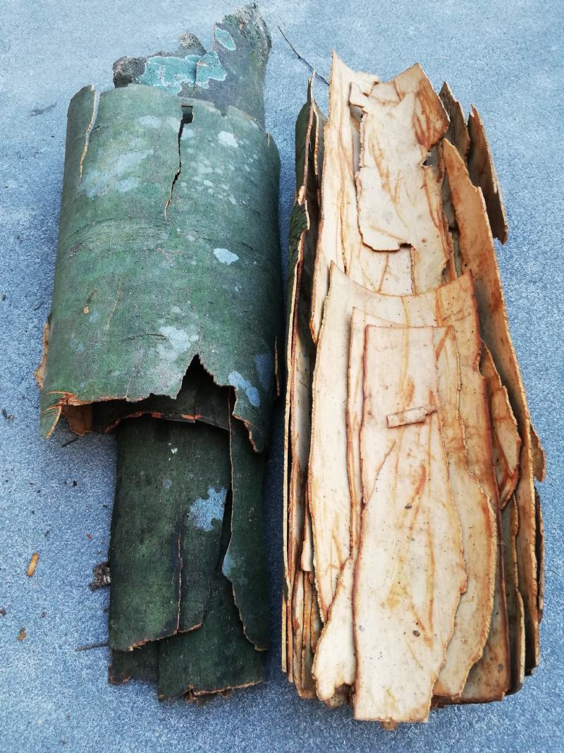 野生桂皮，野生桂皮口味比种植的香几倍