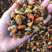 工厂批发大连淡菜干100-800头淡菜批发