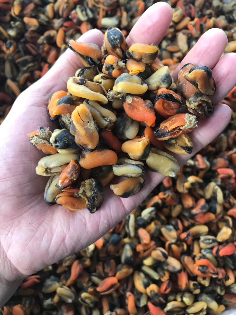 工厂批发大连淡菜干100-800头淡菜批发