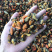 工厂批发大连淡菜干100-800头淡菜批发