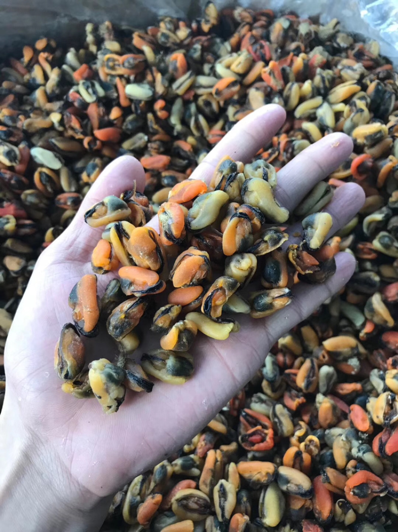 工厂批发大连淡菜干100-800头淡菜批发