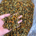工厂批发大连淡菜干100-800头淡菜批发