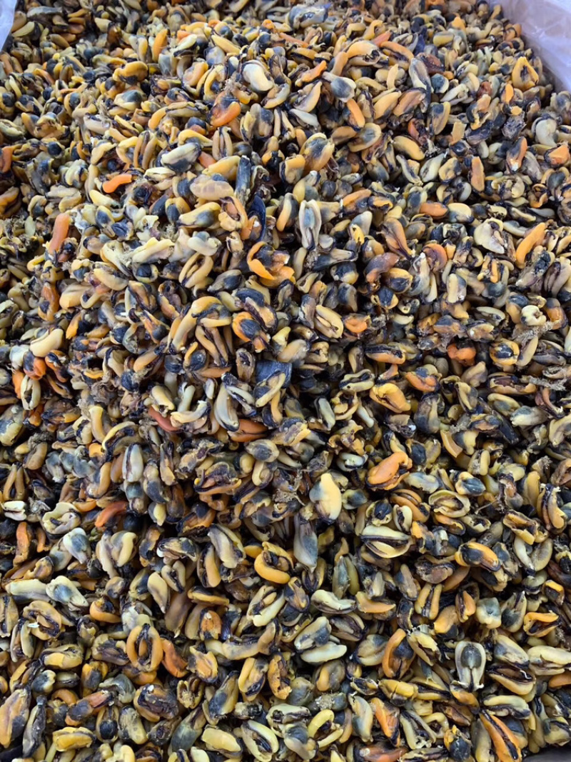 工厂批发大连淡菜干100-800头淡菜批发