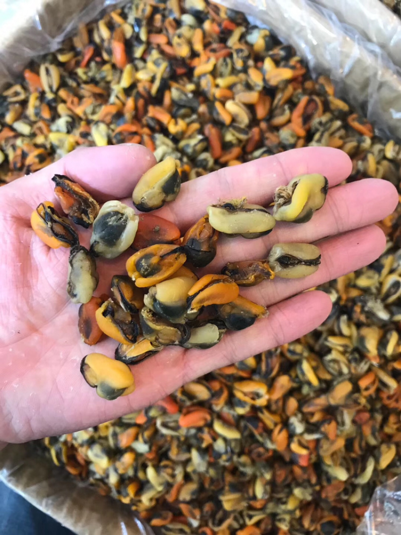 工厂批发大连淡菜干100-800头淡菜批发