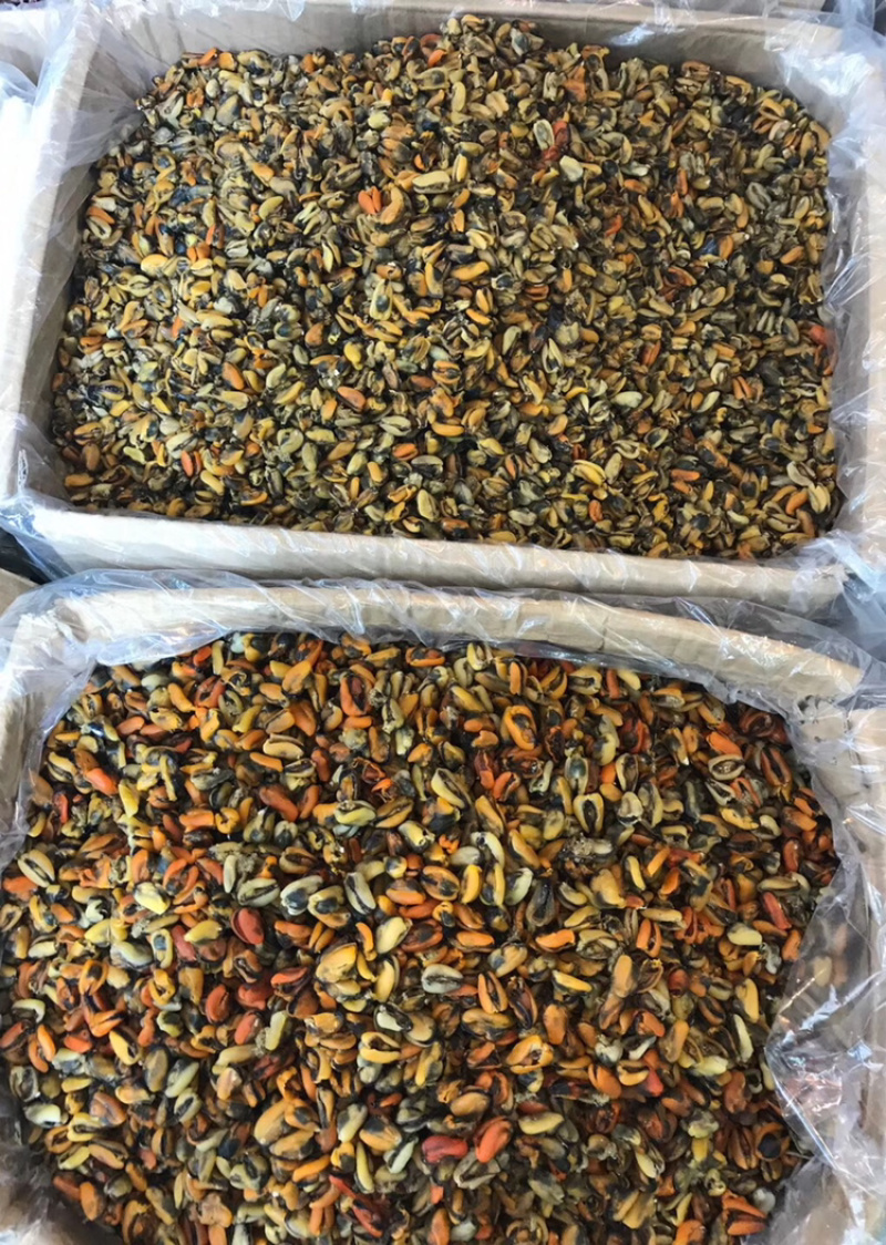 工厂批发大连淡菜干100-800头淡菜批发