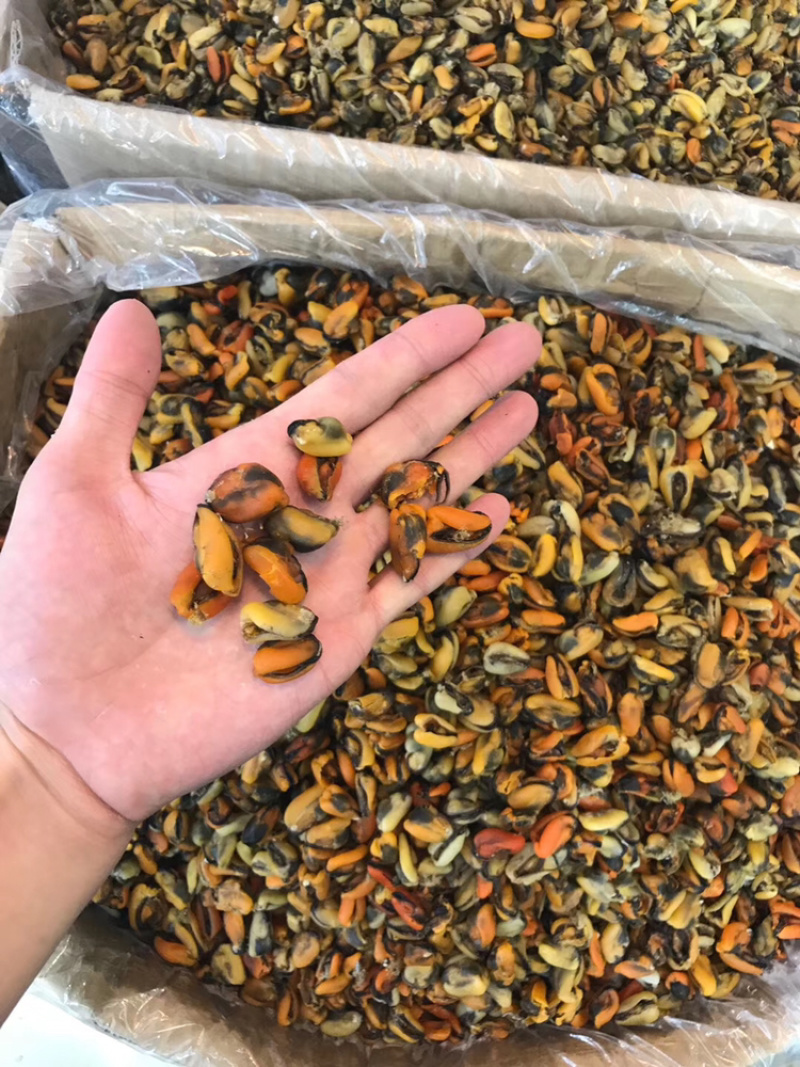 工厂批发大连淡菜干100-800头淡菜批发