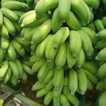 广东湛江粉蕉7~8成熟度基地现砍一手货源