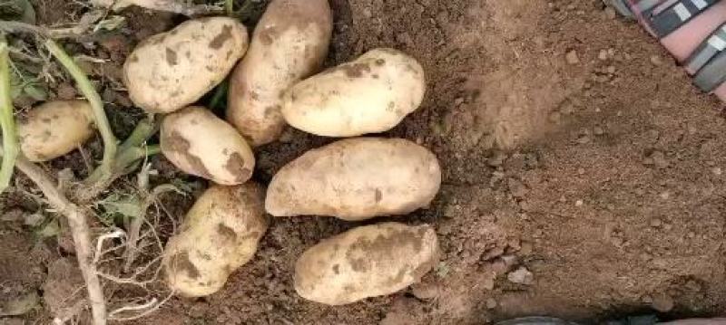 v7土豆产地直发河北土豆合作社货源稳定价格优