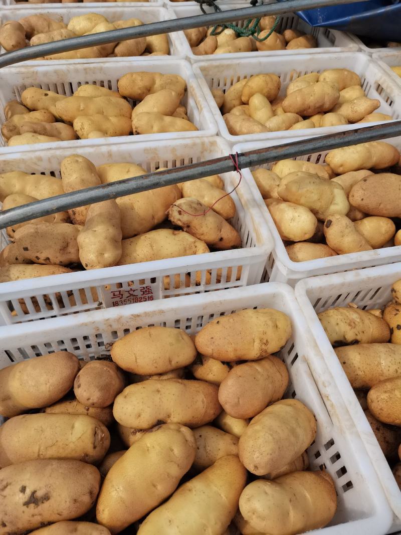 v7土豆产地直发河北土豆合作社货源稳定价格优