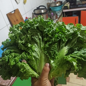 大量散叶生菜以成熟有需要的老板联系我