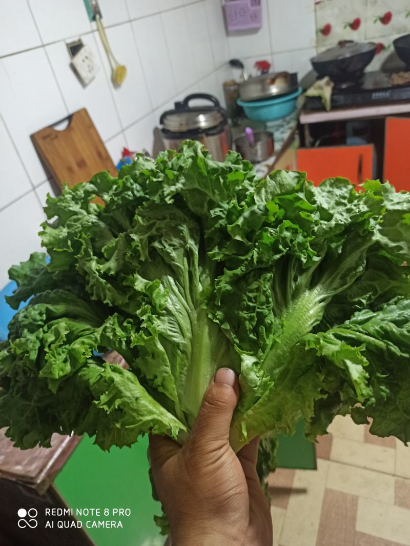大量散叶生菜以成熟有需要的老板联系我