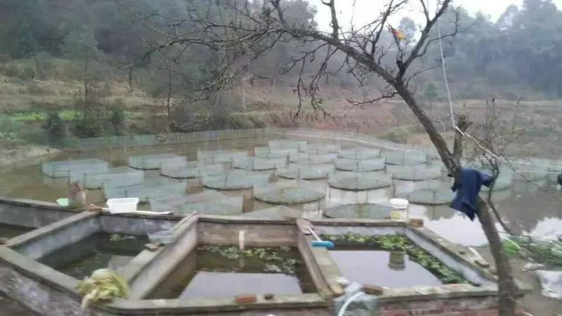 云南优质的鳝鱼苗。一流的技术指导。长途运输。
