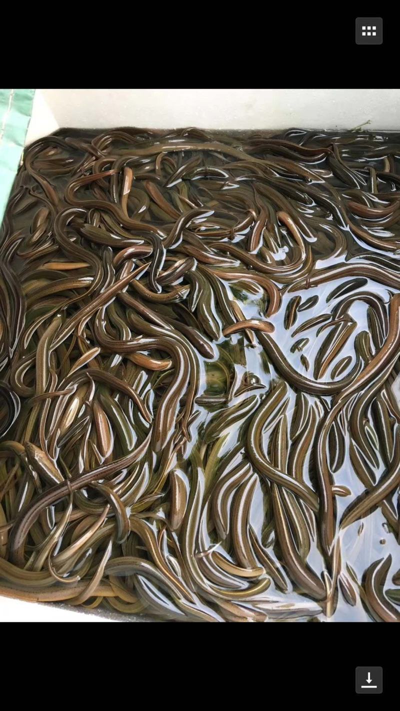云南优质的鳝鱼苗。一流的技术指导。长途运输。