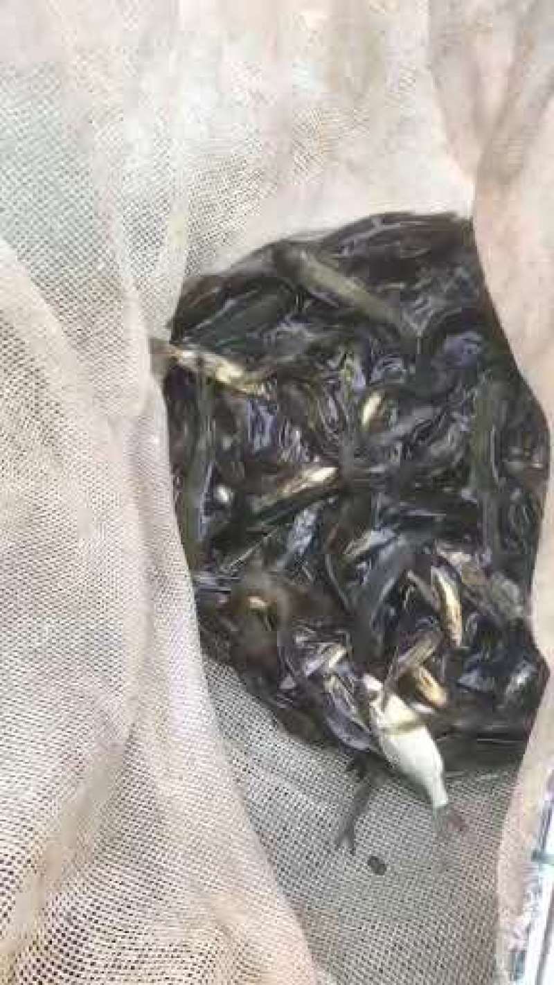 云南黄辣丁苗，技术指导，直接运输，科学运输。保证成活率。