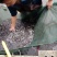 云南黄辣丁苗，技术指导，直接运输，科学运输。保证成活率。