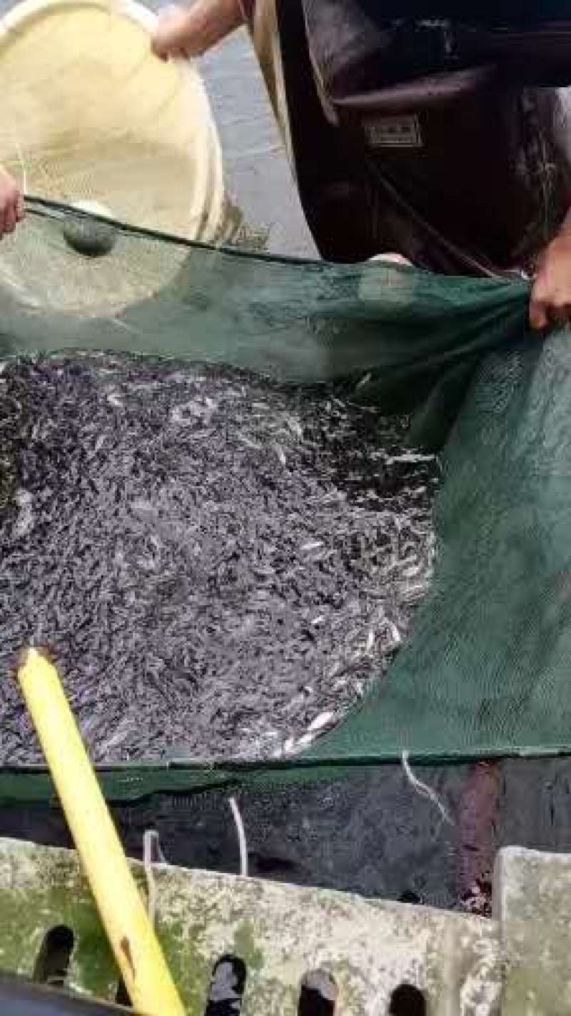 贵州裸斑鱼苗自己运货，保证成活率，上门指导提供技术指导。