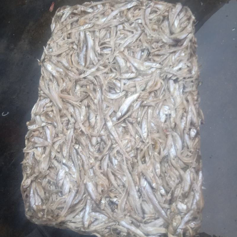 小毛刀鱼批发，可炸小鱼可腌可当饲