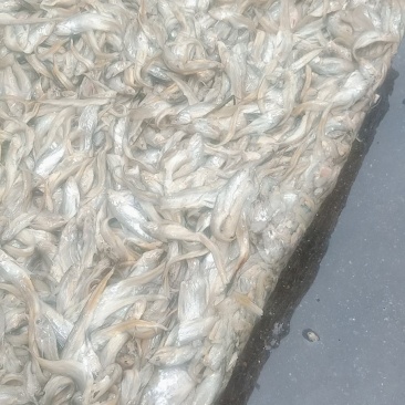 小毛刀鱼批发，可炸小鱼可腌可当饲