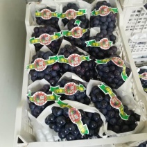 《夏黑葡萄》大量上市，货源非常充足，质量保证，可视频看货
