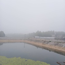 云南花鲢苗，技术指导，科学运输，保证成活率让你无后顾之忧