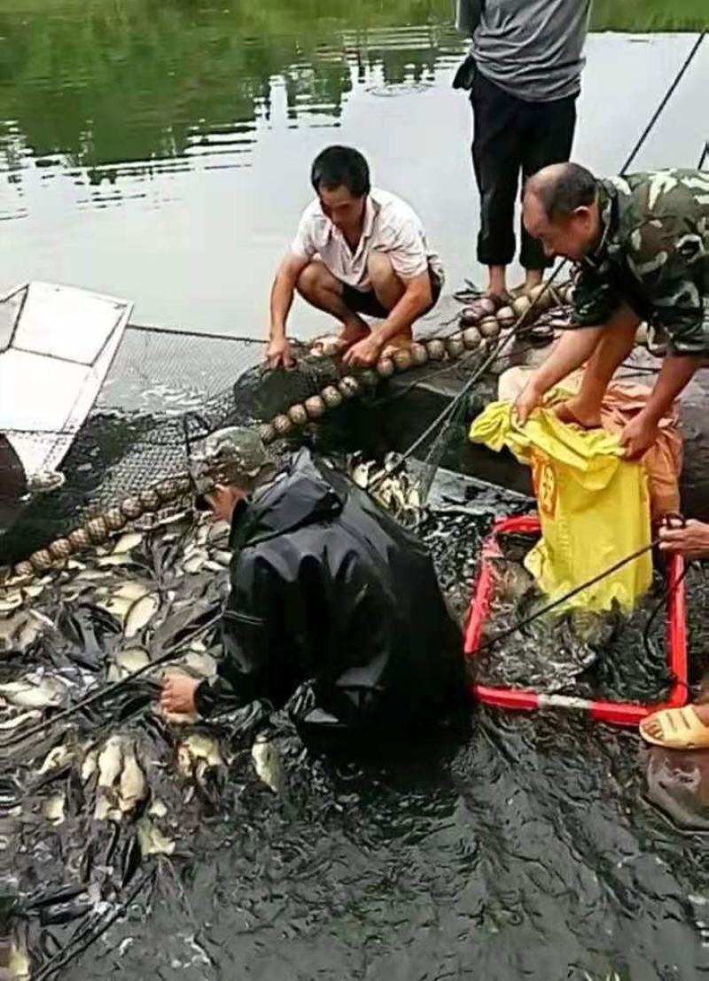 云南花鲢苗，技术指导，科学运输，保证成活率让你无后顾之忧