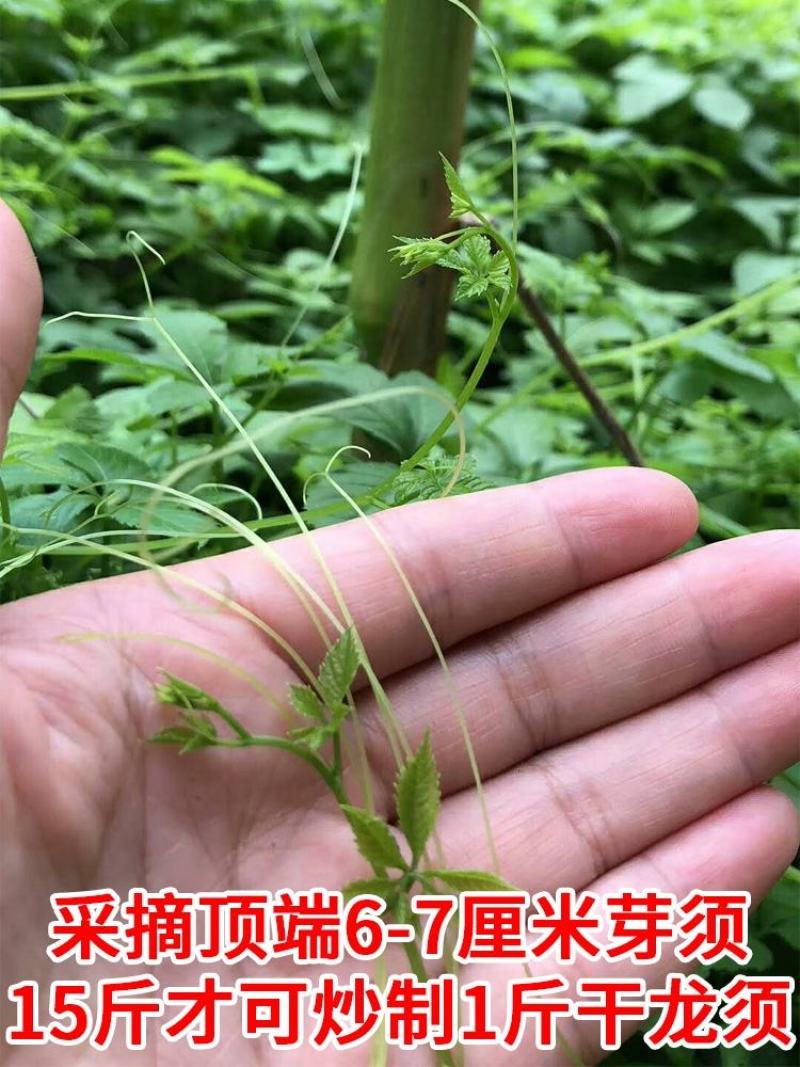 【平利县发货】野生七叶苦味绞股蓝龙须绞股蓝嫩叶嫩芽包邮