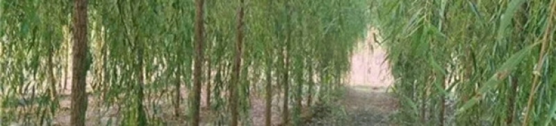 精品垂柳小苗垂柳树苗垂3-12公分工程苗