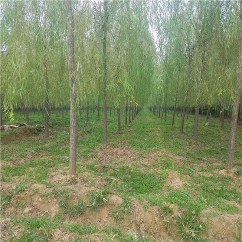 精品垂柳小苗垂柳树苗垂3-12公分工程苗
