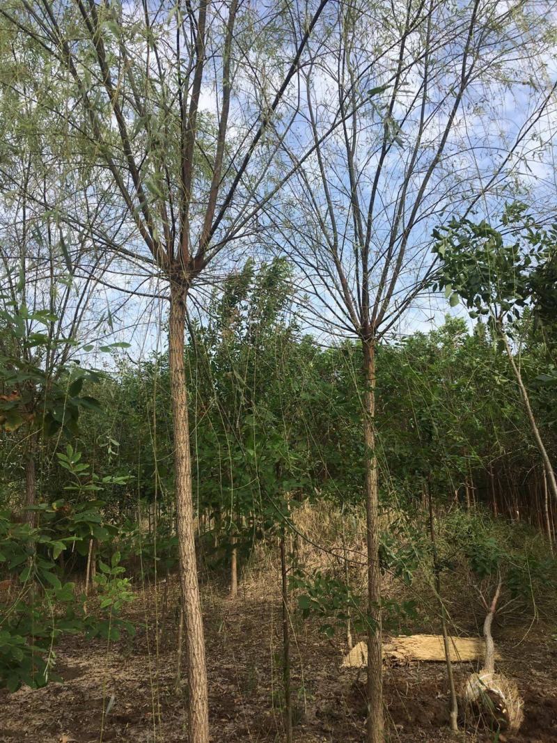 精品垂柳小苗垂柳树苗垂3-12公分工程苗