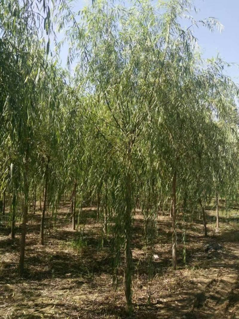 精品垂柳小苗垂柳树苗垂3-12公分工程苗