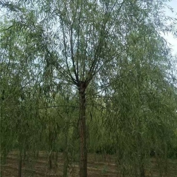 精品垂柳小苗垂柳树苗垂3-12公分工程苗