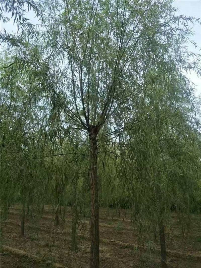 精品垂柳小苗垂柳树苗垂3-12公分工程苗