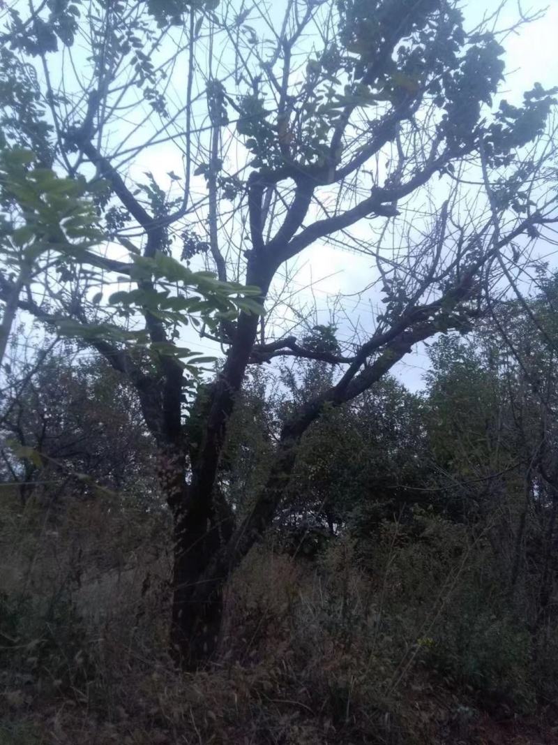河南南阳供应山杏，各种杏树，苗圃直销，现挖现发