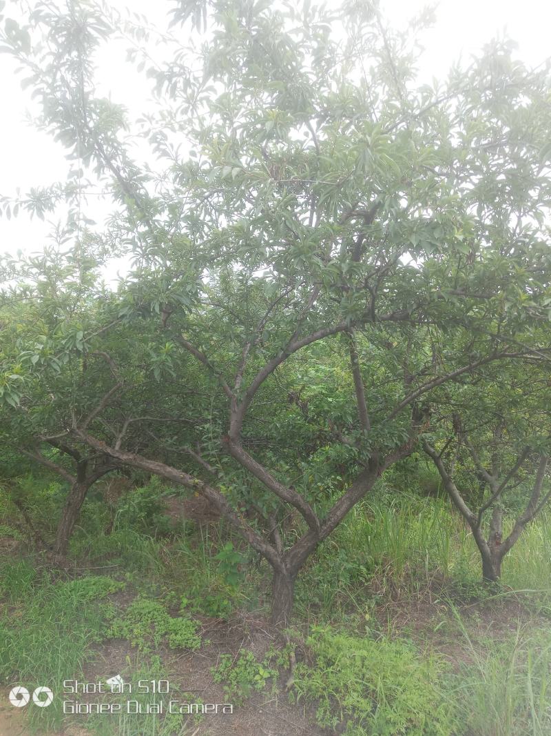 河南南阳供应山杏，各种杏树，苗圃直销，现挖现发