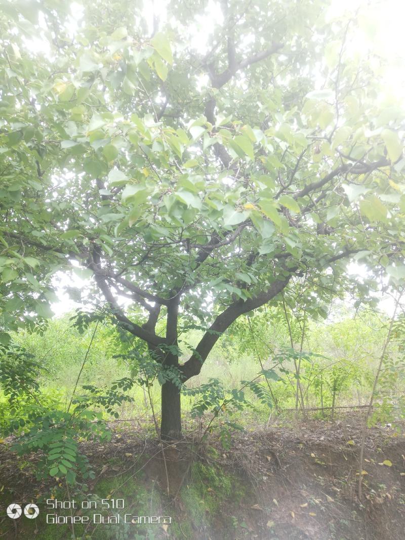 河南南阳供应山杏，各种杏树，苗圃直销，现挖现发