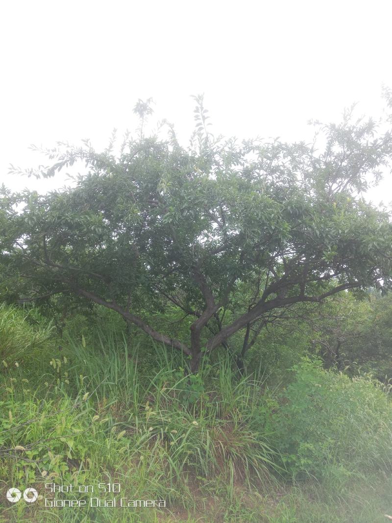河南南阳供应山杏，各种杏树，苗圃直销，现挖现发