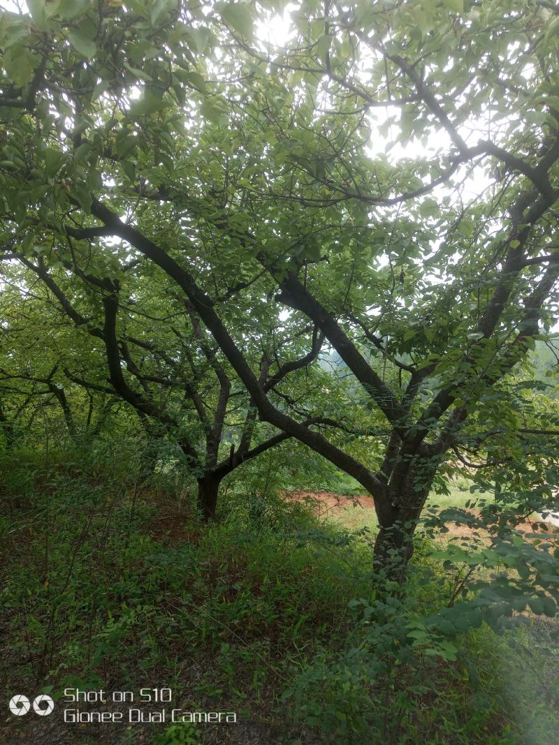 河南南阳供应山杏，各种杏树，苗圃直销，现挖现发
