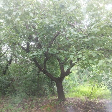 河南南阳供应山杏，各种杏树，苗圃直销，现挖现发