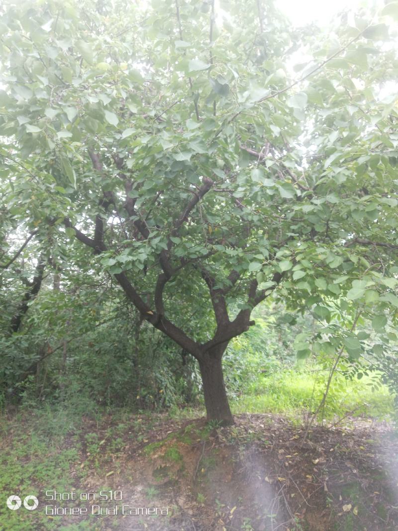 河南南阳供应山杏，各种杏树，苗圃直销，现挖现发