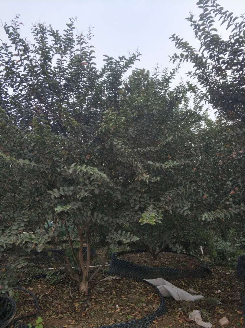 红花紫薇，高杆紫薇，精品紫薇，保证质量，成活率高